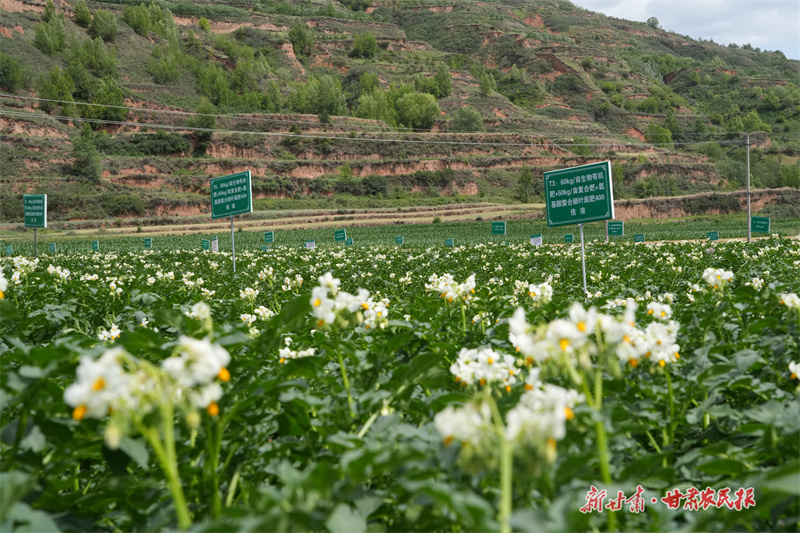 庄浪：36.5万亩马铃薯长势喜人

