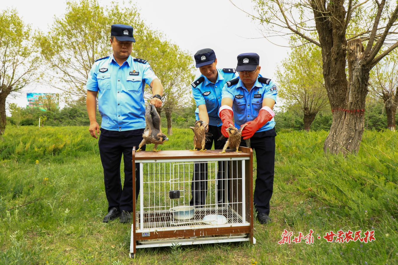 民乐县公安局森林警察大队救助放生国家二级保护动物游隼3只