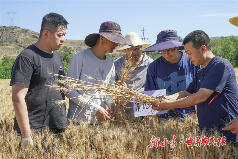 冬小麦收割现场实产测产