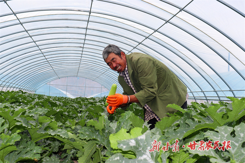 内官营镇 高原夏菜抢“鲜”上市