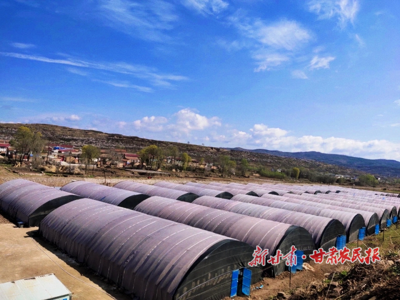 马峡镇 致富产业“双轮驱动” 特色种植“土地生金”