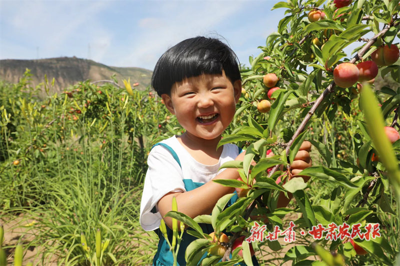 环县 “采摘经济”走俏
