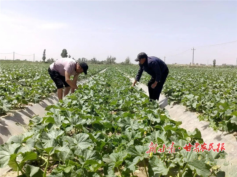 民勤 “斗牛小瓜”即将甜蜜上市