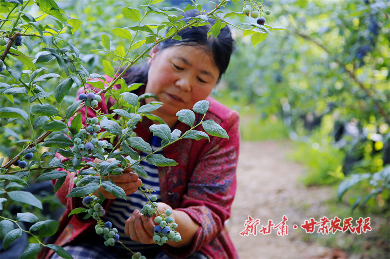 秦州区 蓝莓种植喜上“莓”梢