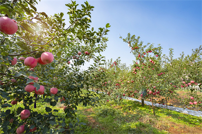 七月份苹果园管理要点
