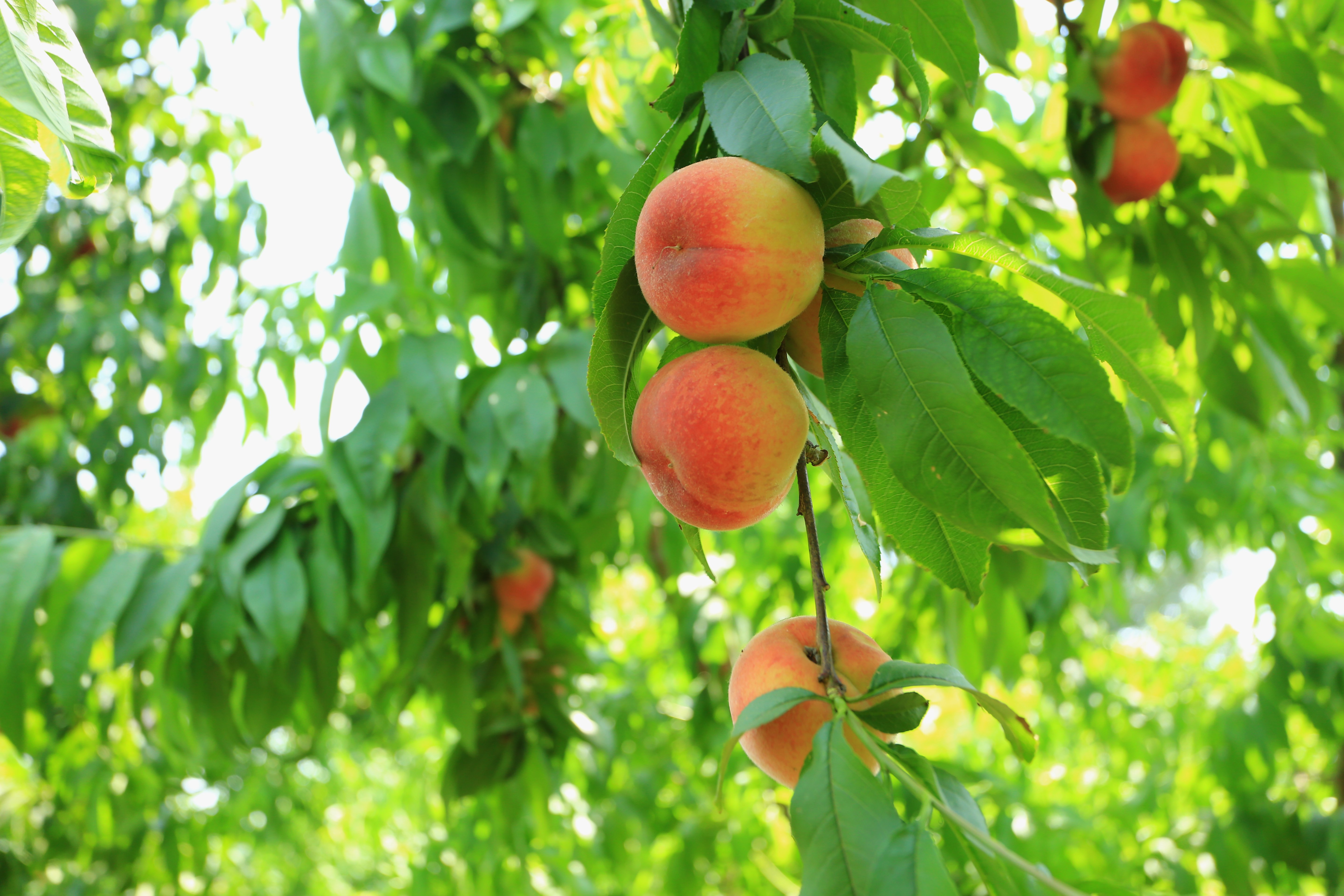 桃园管理抓好这几点