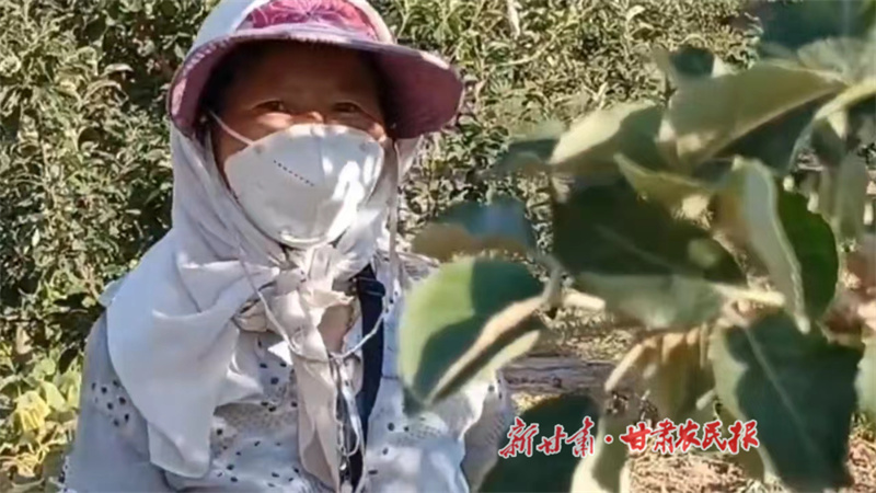 张国荣 果园里的“半边天”