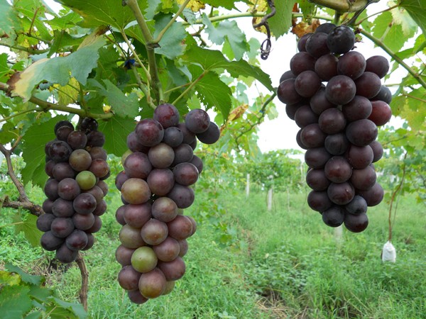 夏季预防葡萄裂果“七字诀”