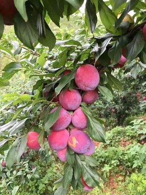 李子黑斑病防治技术