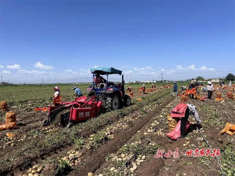 马铃薯丰收