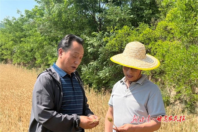 马登云的有机小麦创业路
