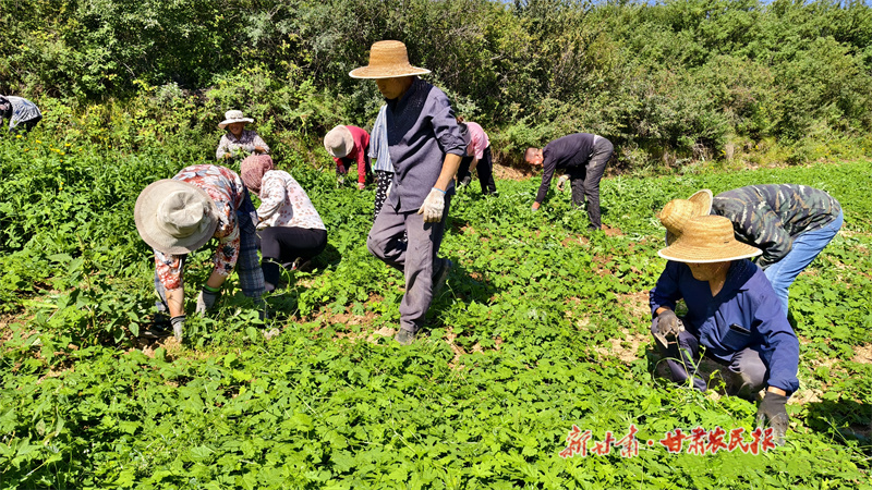崆峒区 中药材种植打造致富金“药”匙