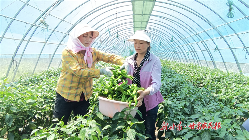 “羊角”辣椒喜丰收