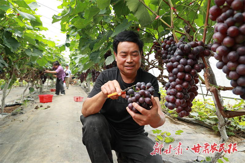 康县碾坝镇：采摘观光带动农民增收