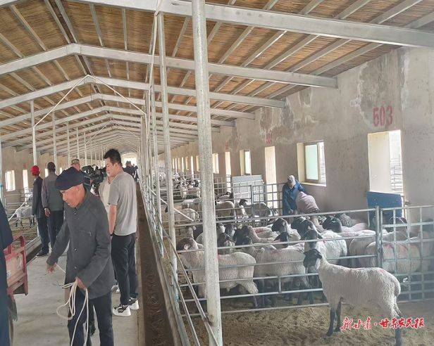 加大资金支持力度 助力肉羊产业发展