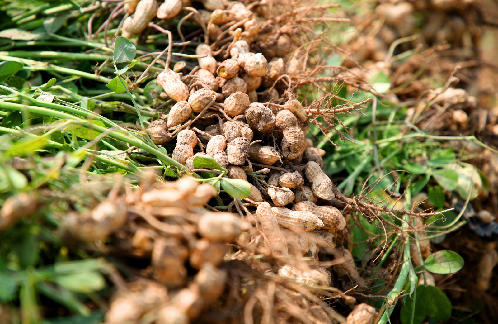 初秋花生如何管理