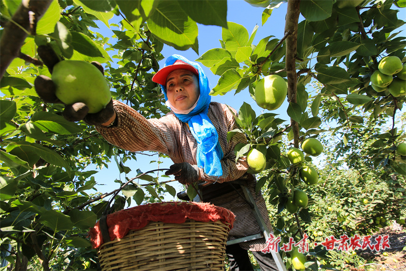 早酥梨喜获丰收