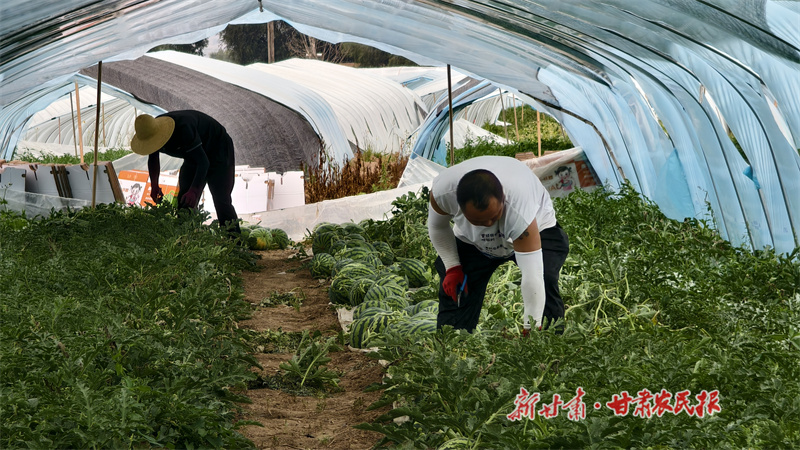 晚季麒麟西瓜大量上市