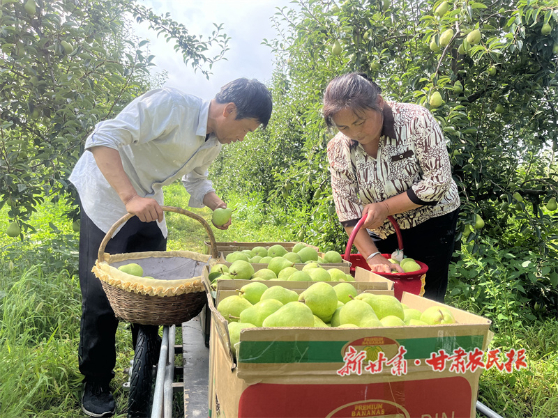 曹平娃：“夫妻档”种出“致富果”