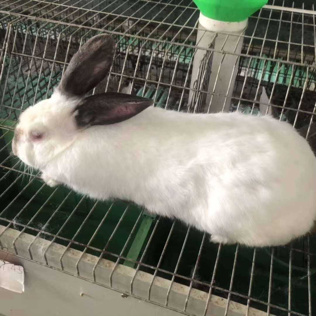 如何防治家兔传染性鼻炎
