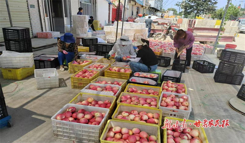 早熟苹果上市