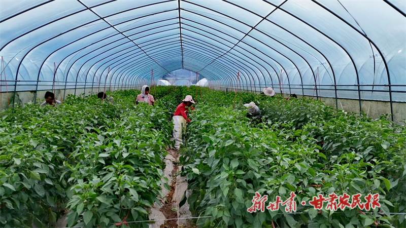 锹峪镇：辣椒丰收采摘忙 奏响振兴“椒”响曲