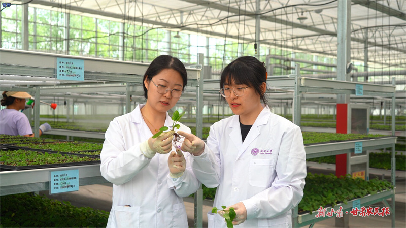 庄浪：“村企联建”助推中药材产业“链式”发展