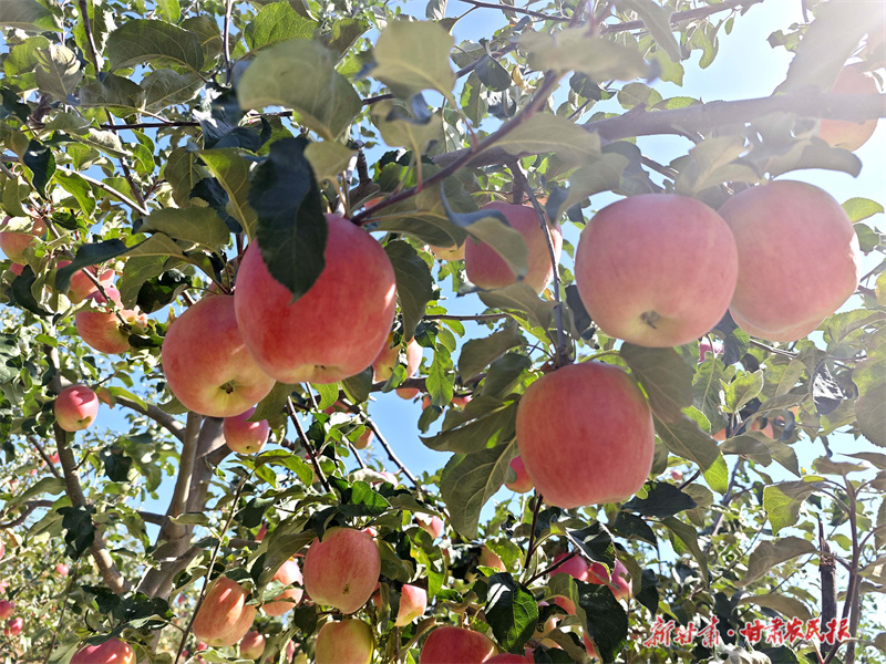 庄浪：早熟苹果迎来开园红