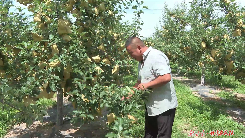庄浪：果园夏管提质效

