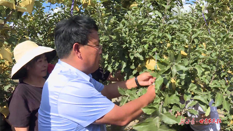 庄浪：强化秋季果园管理 助力苹果产业增收