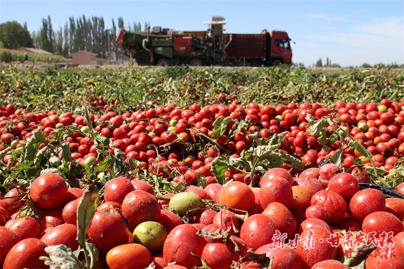 高台 番茄成就红火产业