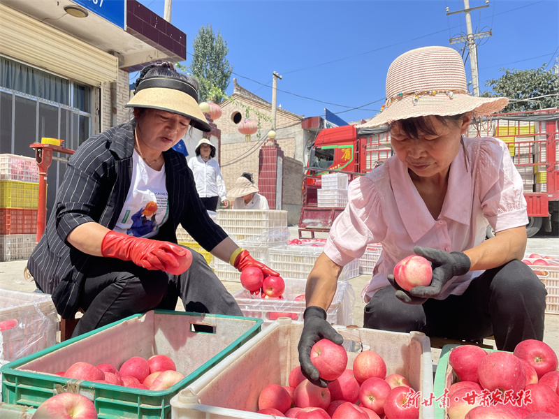 泾川 早熟苹果成乡村“振兴果”