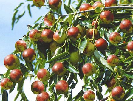 初秋大棚冬枣管理莫忽视