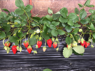 草莓育苗秋季咋管理