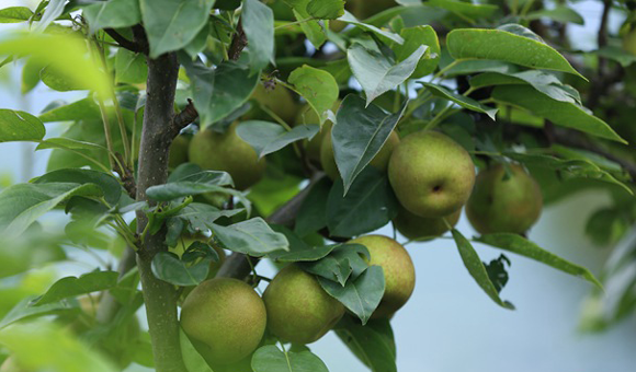 进入9月防好梨树病虫害
