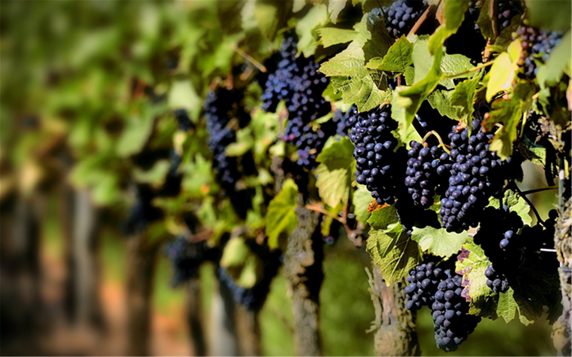 葡萄采后咋管理