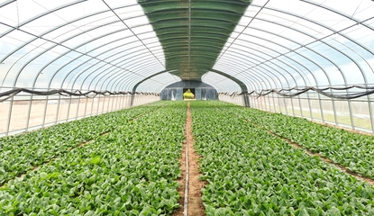 油菜秋播要注意这几点