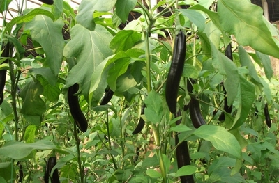 茄子青枯病防治方法