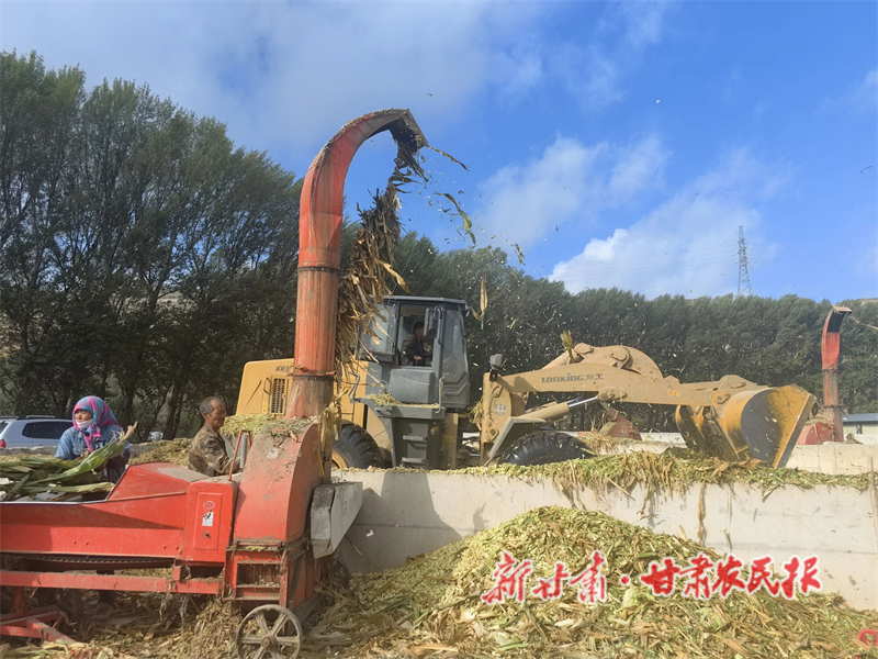 陇西县宏伟乡：青贮玉米丰收忙 奏响秋收“进行曲”