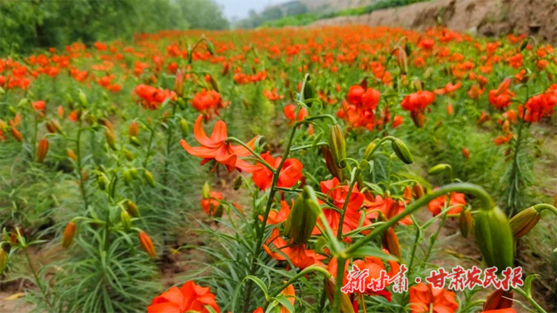 临洮县上营乡：产业敲开致富门 “多点开花”助增收