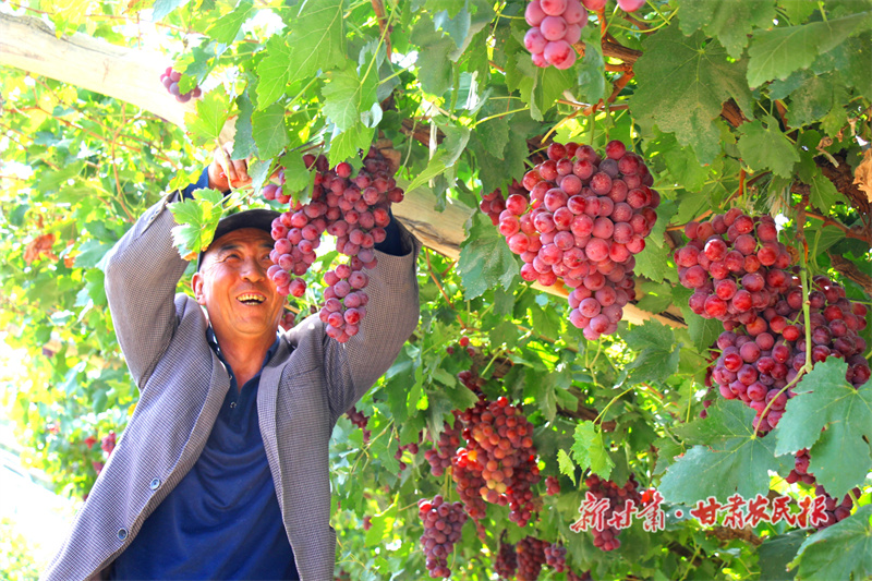 采摘成熟的葡萄