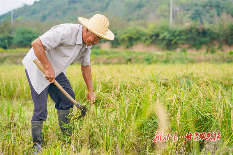 成县 金秋稻香“丰”景好
