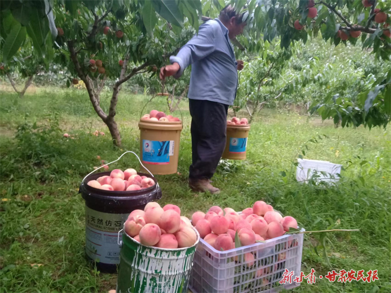 崆峒区：桃香四溢，绘就甜蜜致富新篇章