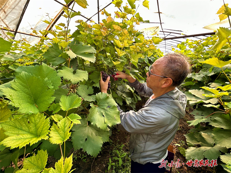 崆峒区：葡萄“串”起甜蜜致富路