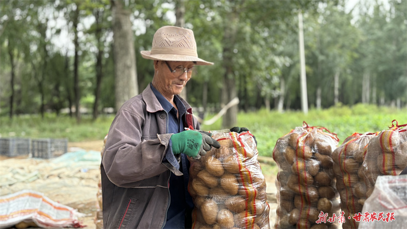 崆峒区：马铃薯破土成“金”喜丰收
