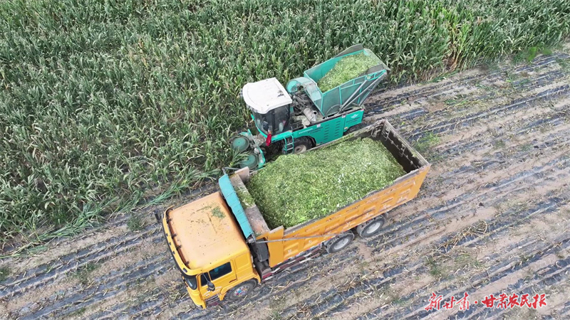 庄浪：14万亩粮饲兼用玉米奏响青贮“秋收曲”

