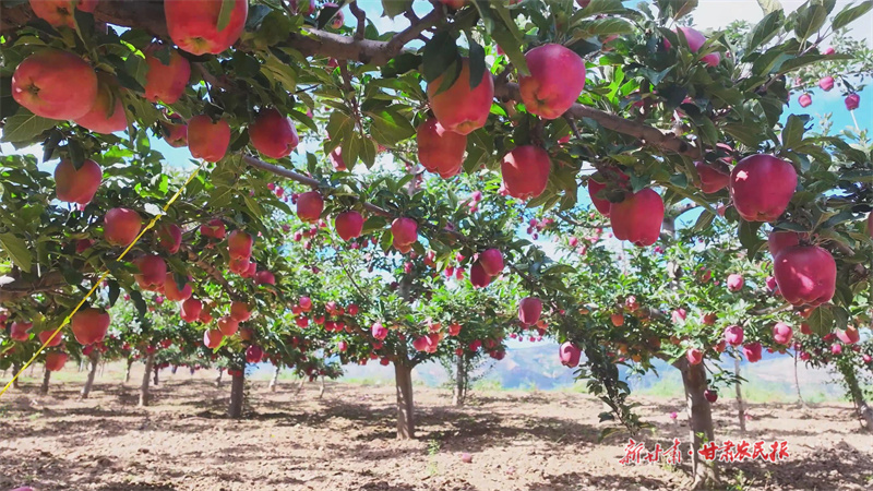 庄浪：梯田上的好“丰”光