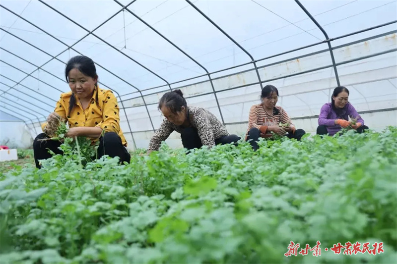 崇信：于虎成，“蔬”写致富好“钱”景