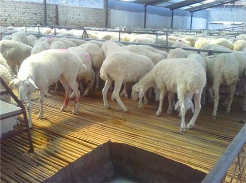 羊的驱虫方法有哪些？