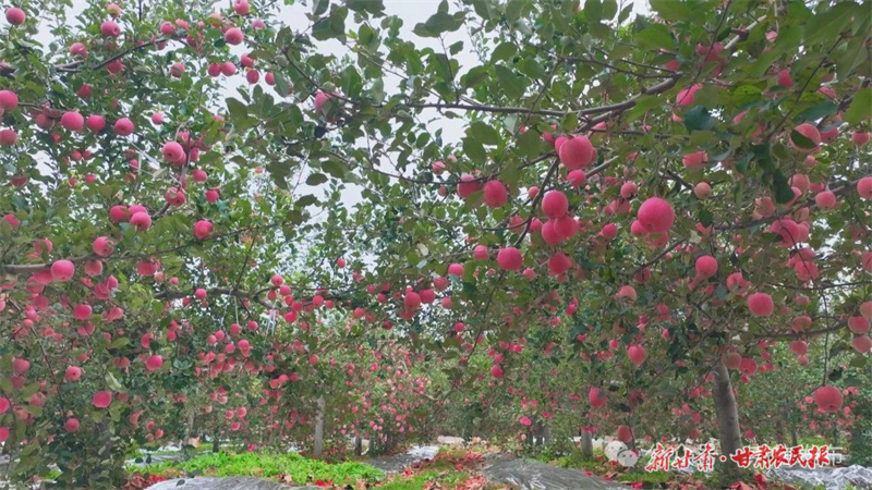 崇信：“金”果丰收富农家